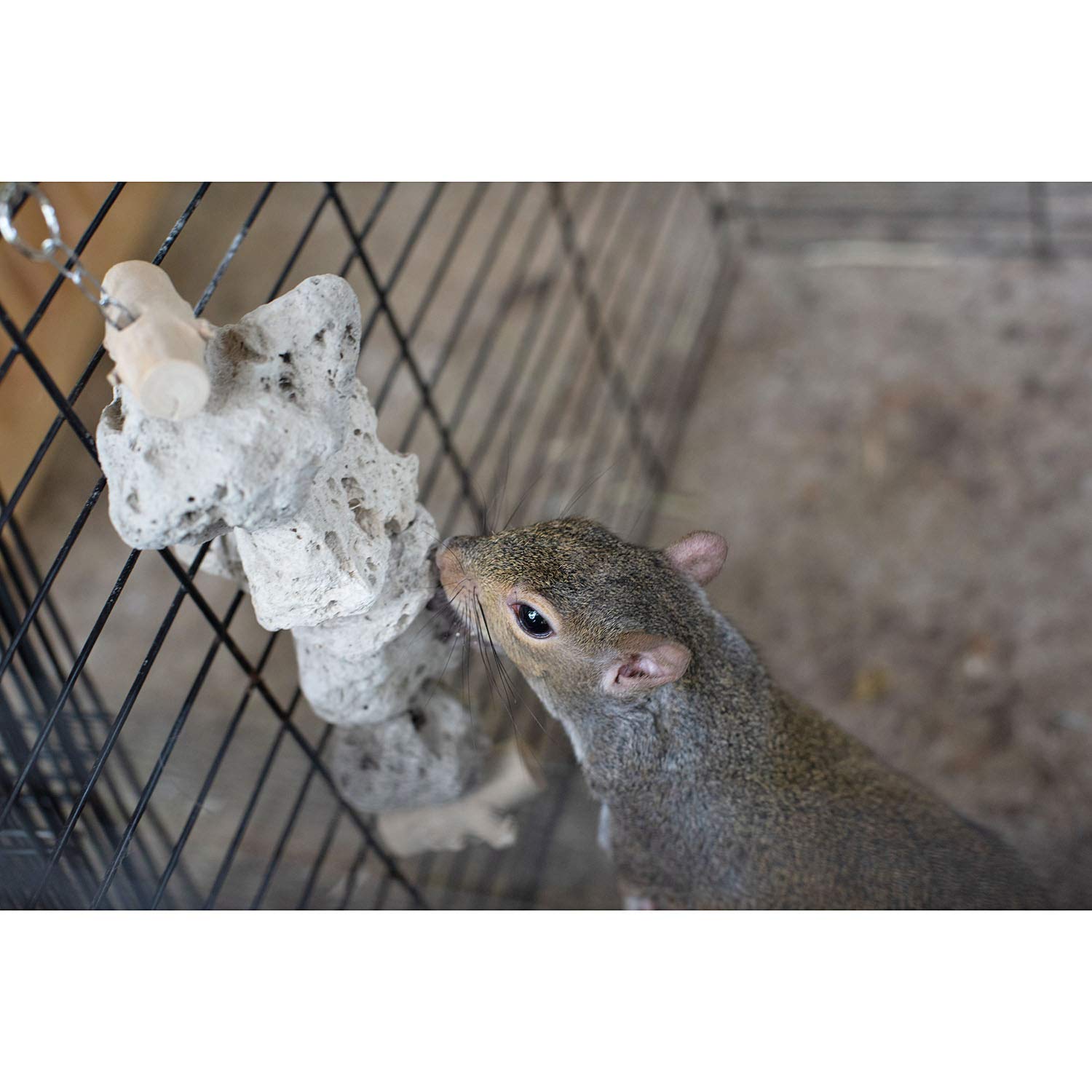 Exotic Nutrition Pumice Chew Dangle - Natural Healthy Hanging Cage Accessory Toy - For Squirrels, Degus, Chinchillas, Prairie Do